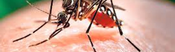 Diez preguntas y respuestas sobre el virus zika